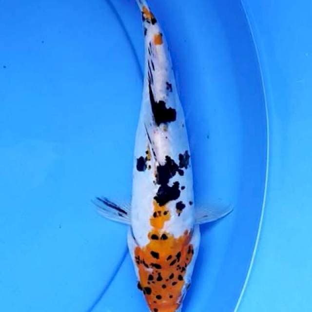 Sanke doits 28 cm