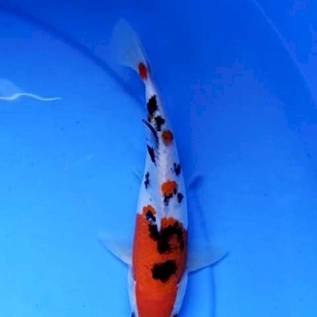 Sanke 19 cm