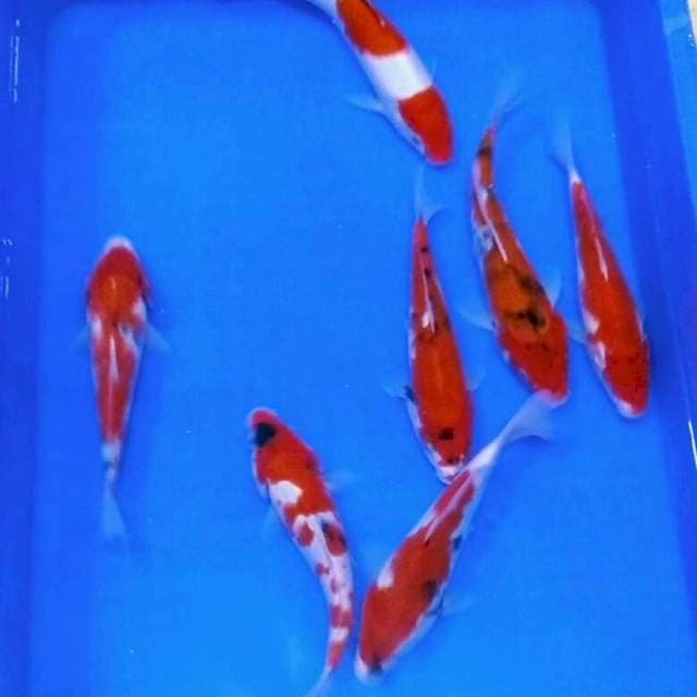 Mix kohaku
