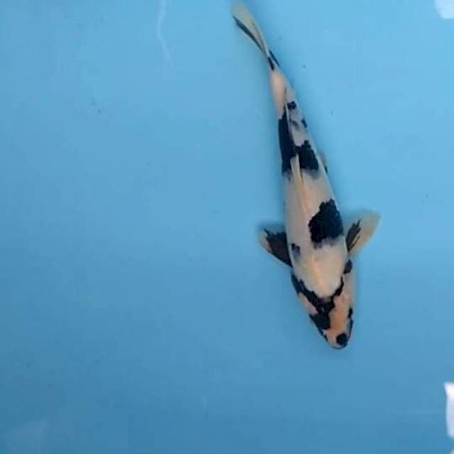 Shiro 28 cm male