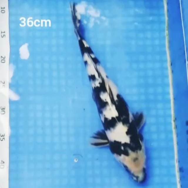 Shiro hitam tebal