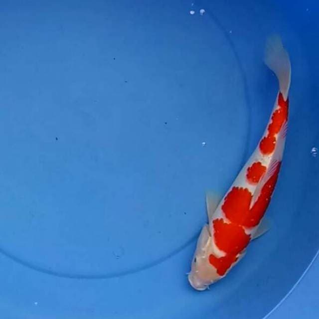 Unique Pattern - Kohaku Ciamik