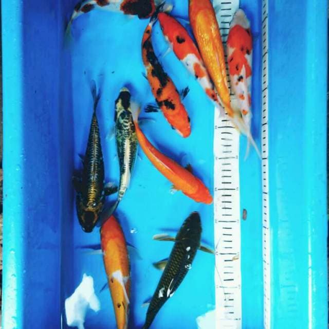 PAKET MIX 10EKOR