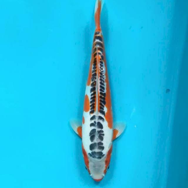 Hanna shusui 28cm Male