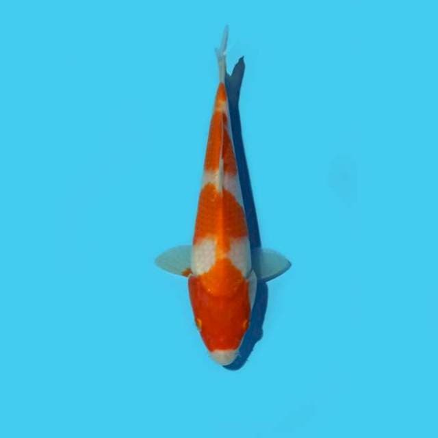 ND NYIGAR 16CM