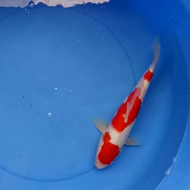 Sandan Kohaku Ciamik