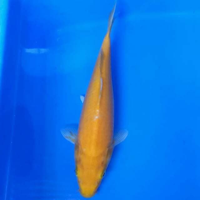 Karashi