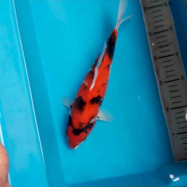Showa 30cm