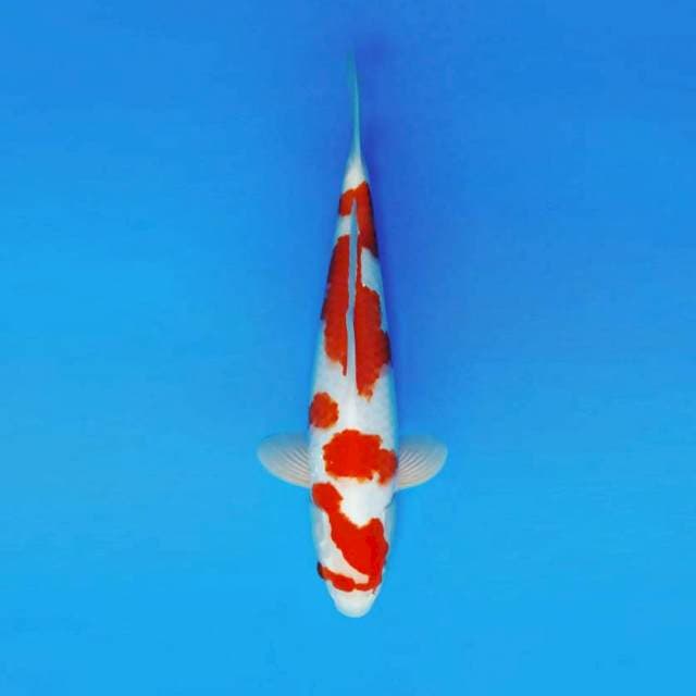 ZENTUARY 13 ~ KOHAKU ANTIQUE ™