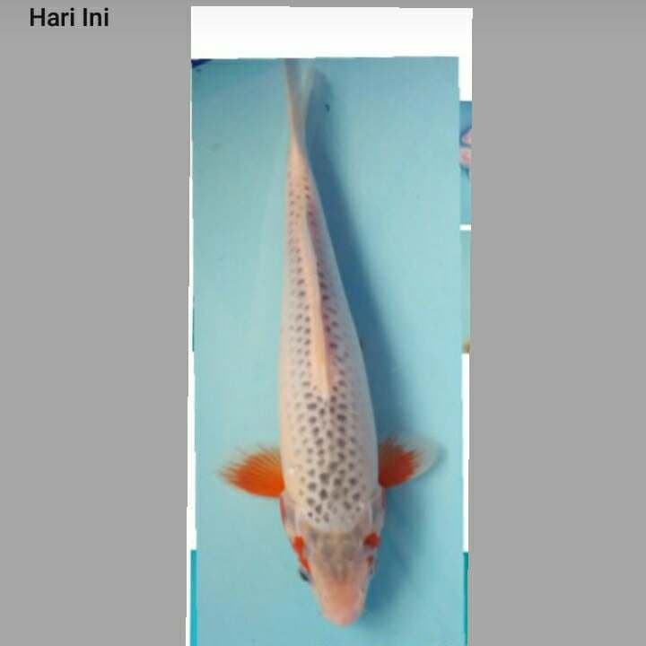 Super ashagi 28 cm
