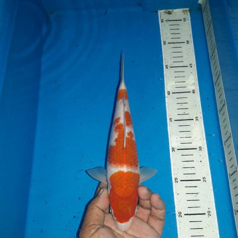 Ai goromo