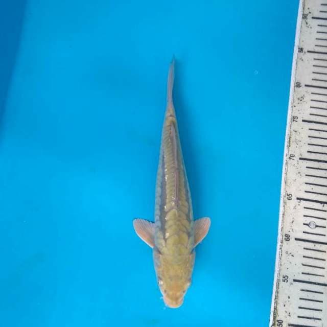 Cagoi sisik naga good