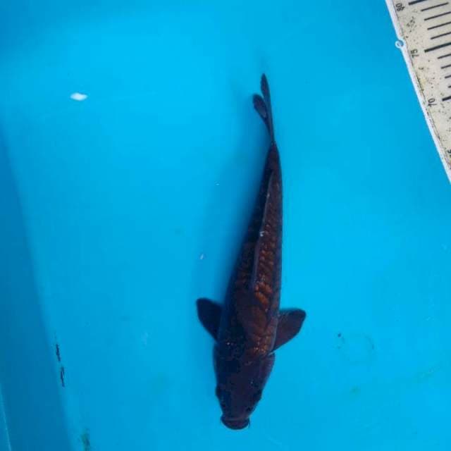 Karasugoi ginrin sisik naga
