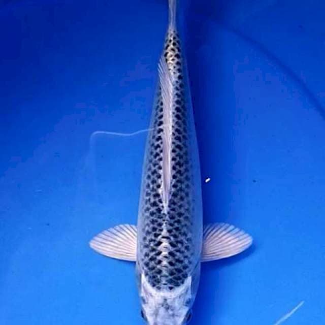 Gin matshuba 27 cm