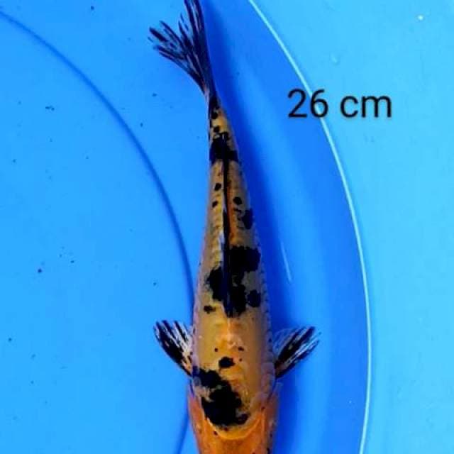 Aka bekko 26 cm