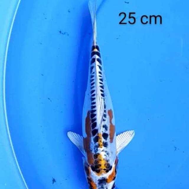 Kiko 25 cm