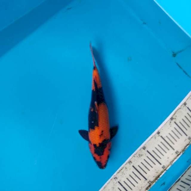 Hi Utsuri