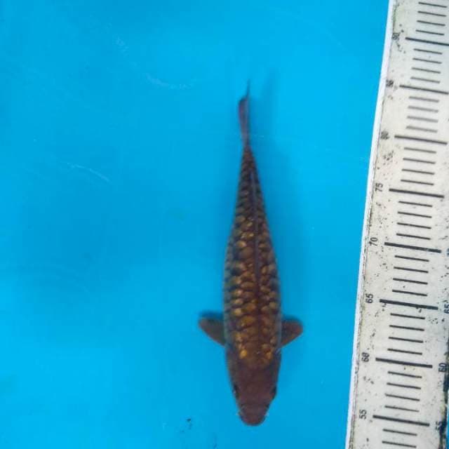 Cagoi tembaga sisik naga ginrin