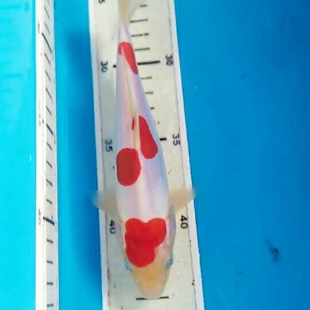 Kohaku Doitsu, Male 18 cm