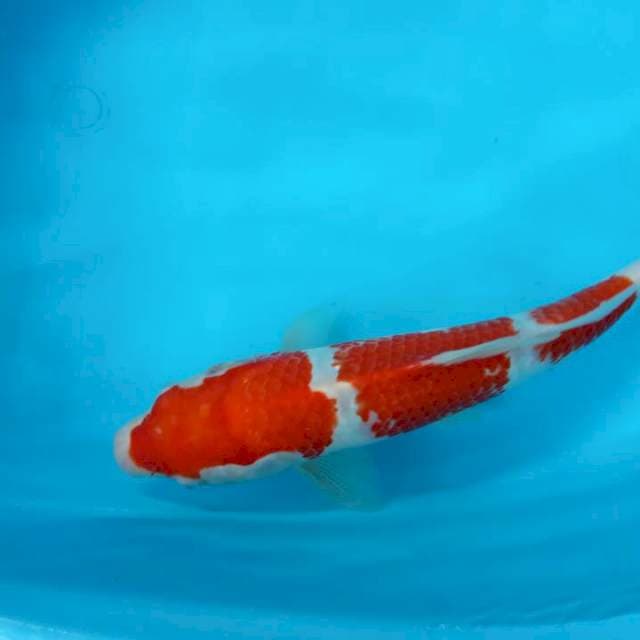 jantan KOHAKU