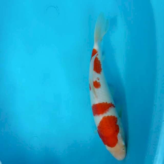 KOHAKU jantan