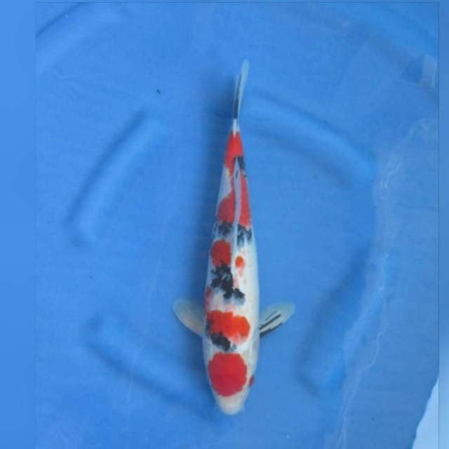Red maruten sanke
