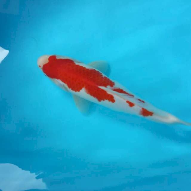 KOHAKU SUPER RET