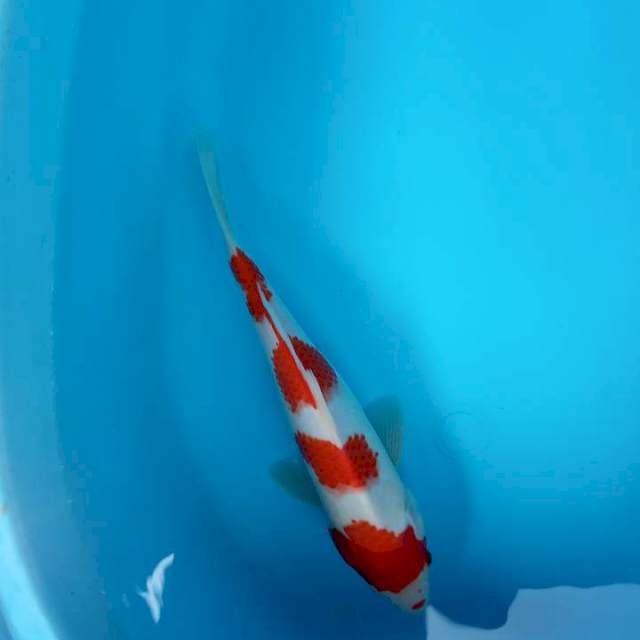 step 4 KOHAKU