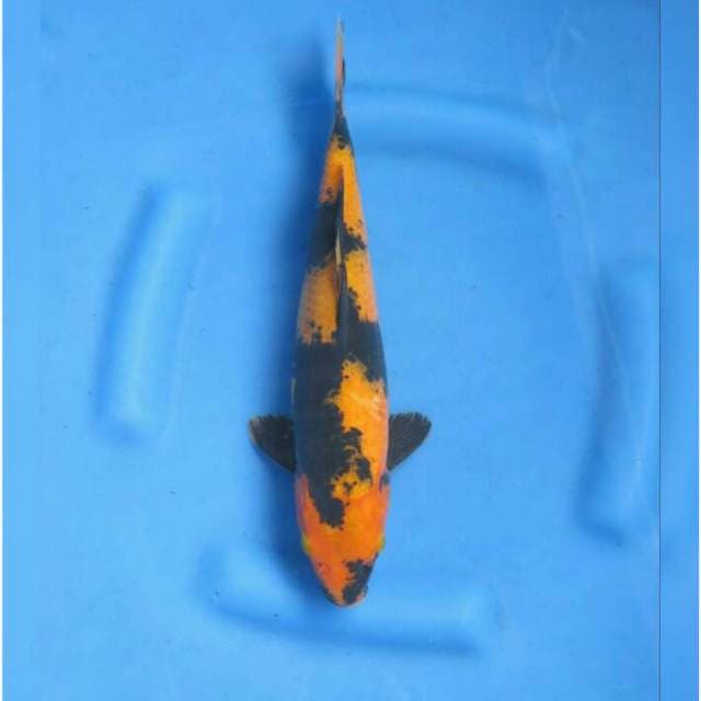 Hi Utsuri Quality 32cm Male