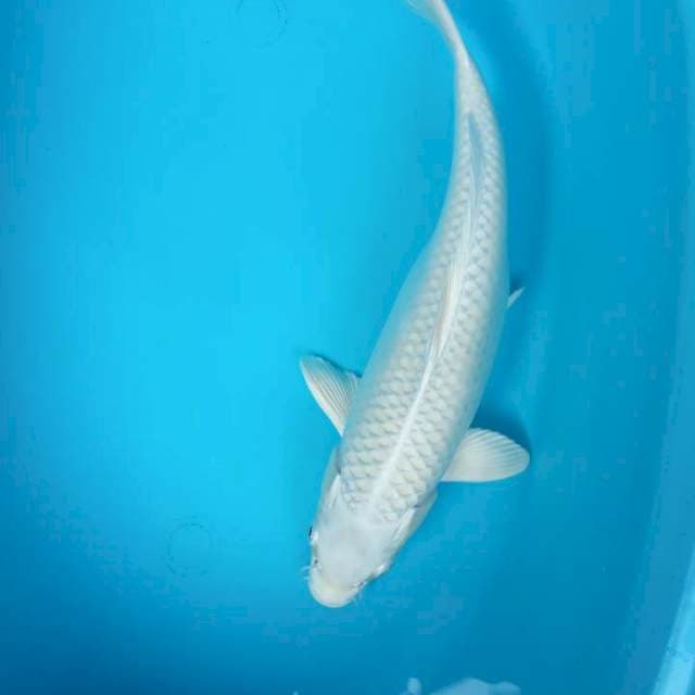 PLATINUM 37 CM