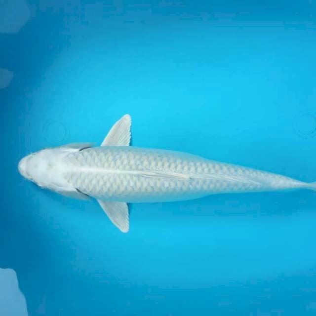 PLATINUM 37 CM