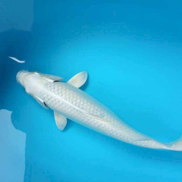 PLATINUM 37 cm