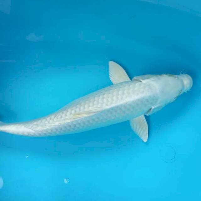 PLATINUM 37 CM