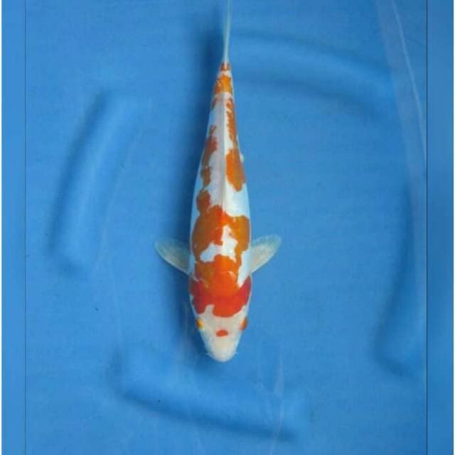 Original Kikushui Pola Cantik 32cm Female
