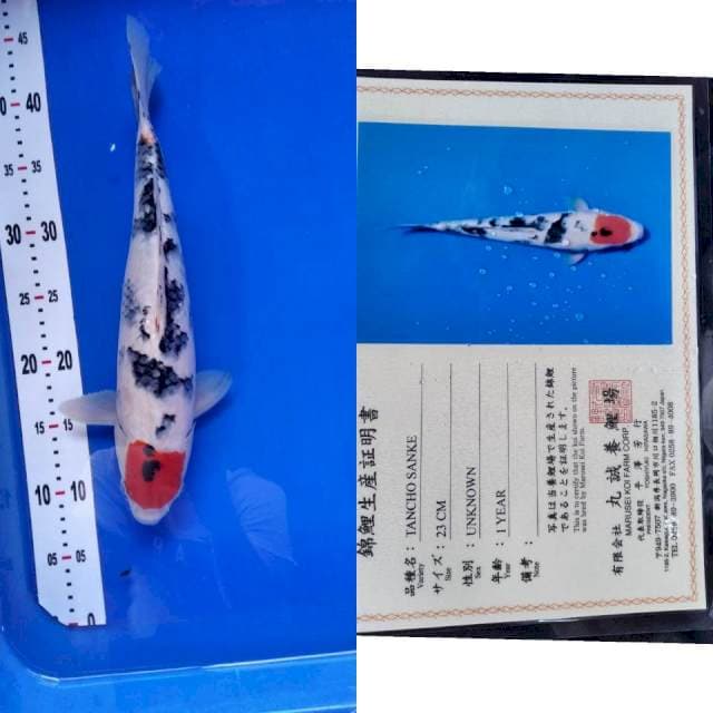 Tancho sanke import