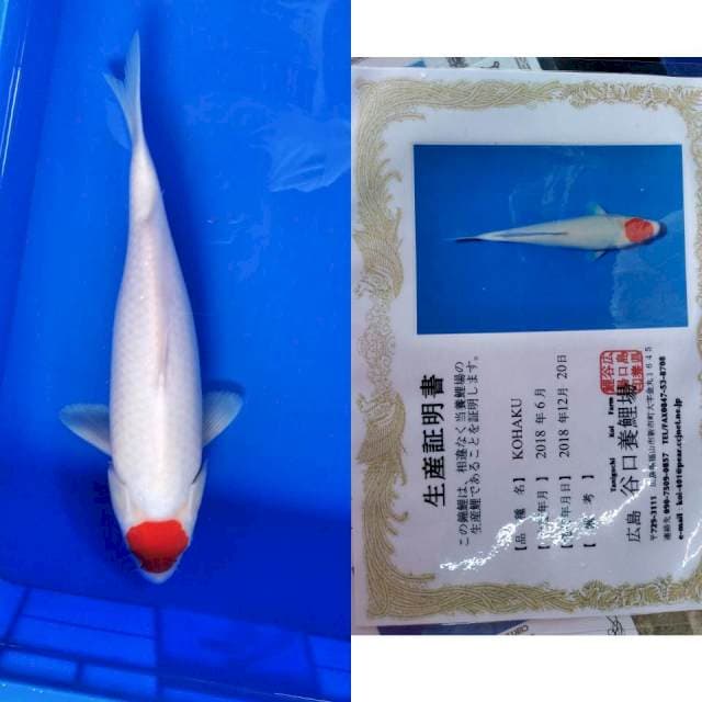 Tancho import taniguchi
