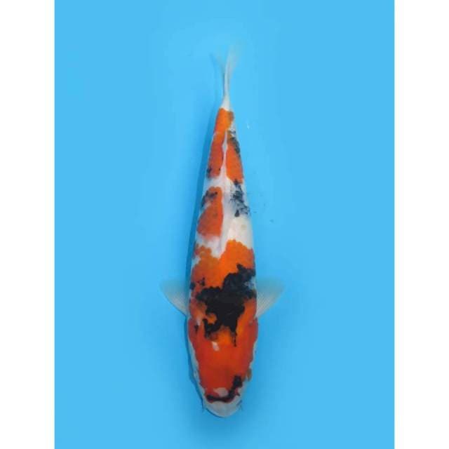 Showa Tategoi - 25cm