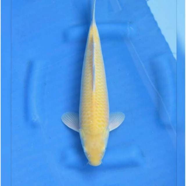 F1 Red Eye Karasigoi Premium 37cm Male