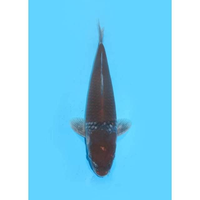 Nidan Ochiba - 30cm