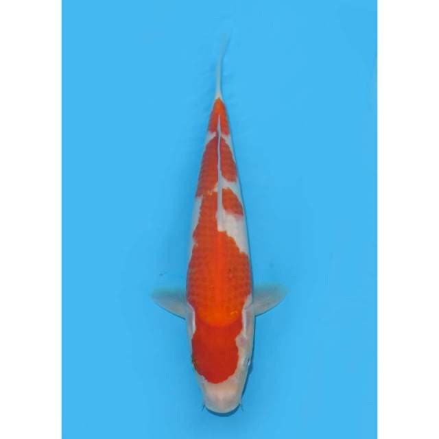 Kohaku Tosai - 25cm