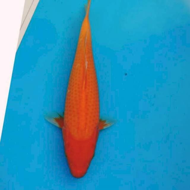 AKA HAJIRO