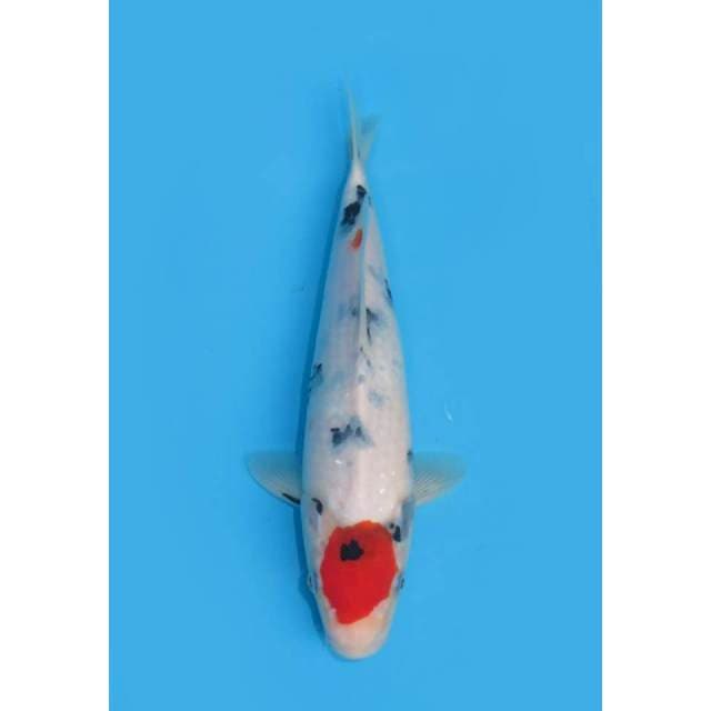Tancho Tategoi - 27cm