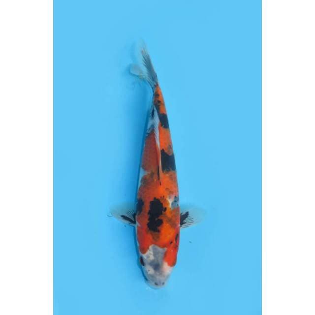 HQ Hi Showa Tategoi - 24cm