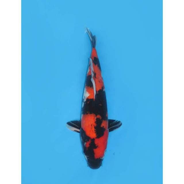 F1 Showa Balance - 42cm