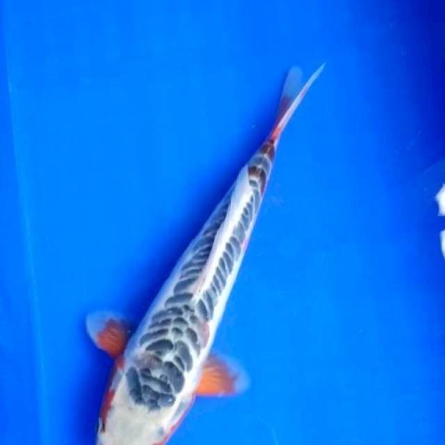 Shusui ring mantabs 32cm