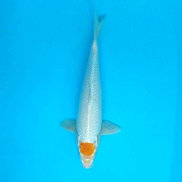 Tancho Hariwake # 35cm