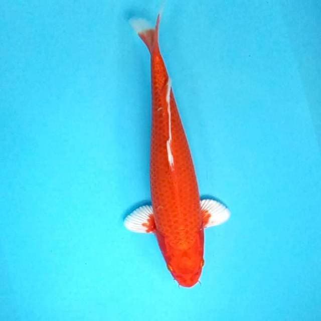 Hajiro Hikari # 34cm