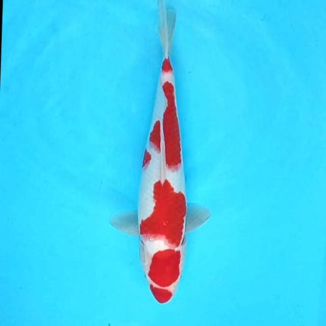 Kohaku halus # 35cm