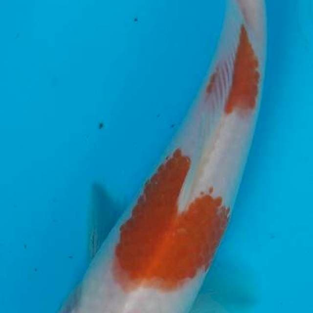 Kohaku 10