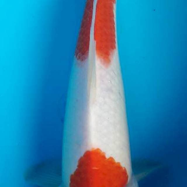 Kohaku